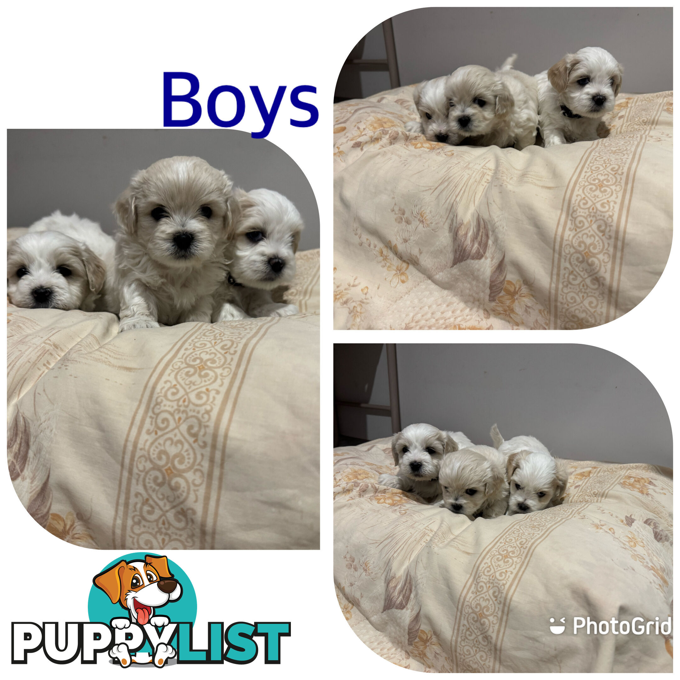 Maltese Shih Tzu puppies 6 weeks old.