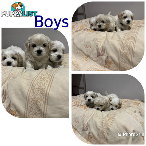 Maltese Shih Tzu puppies 6 weeks old.