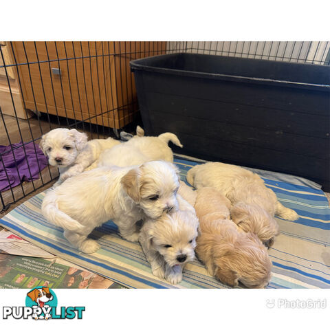 Maltese Shih Tzu puppies 6 weeks old.