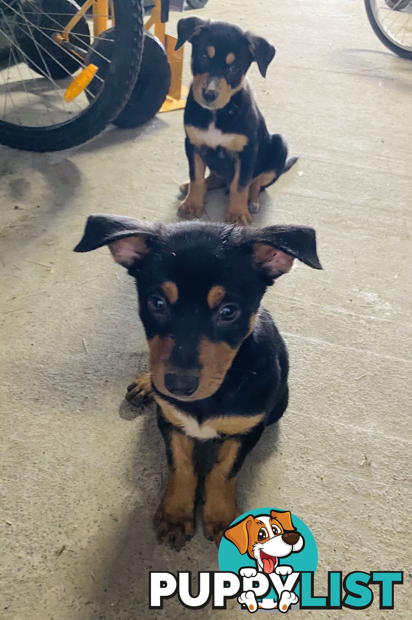 Kelpie Pups Purebred