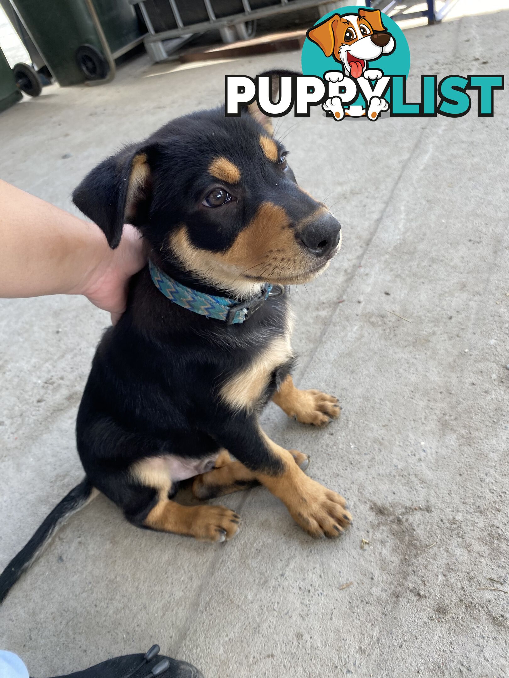 Kelpie Pups Purebred