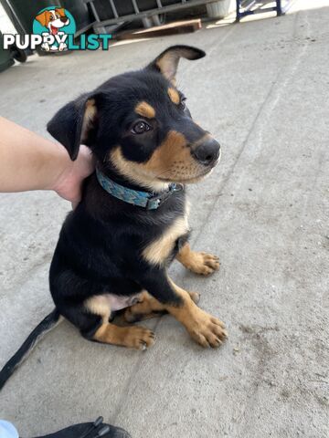 Kelpie Pups Purebred