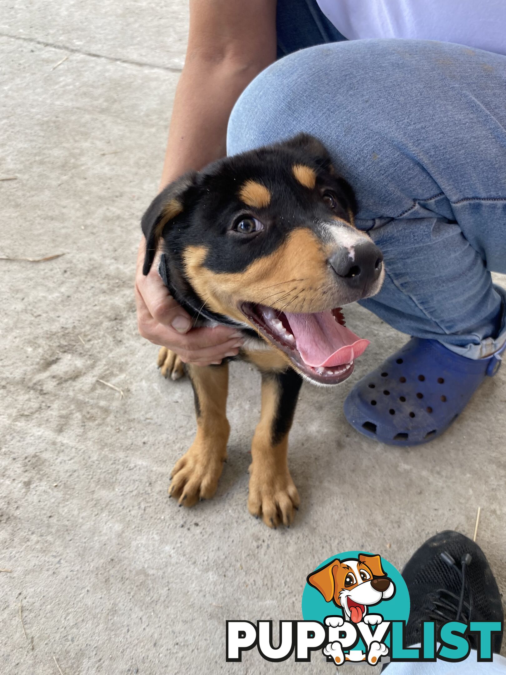 Kelpie Pups Purebred