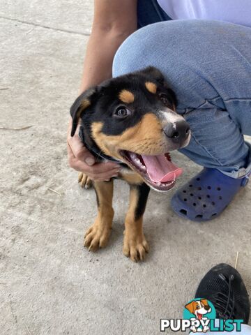 Kelpie Pups Purebred