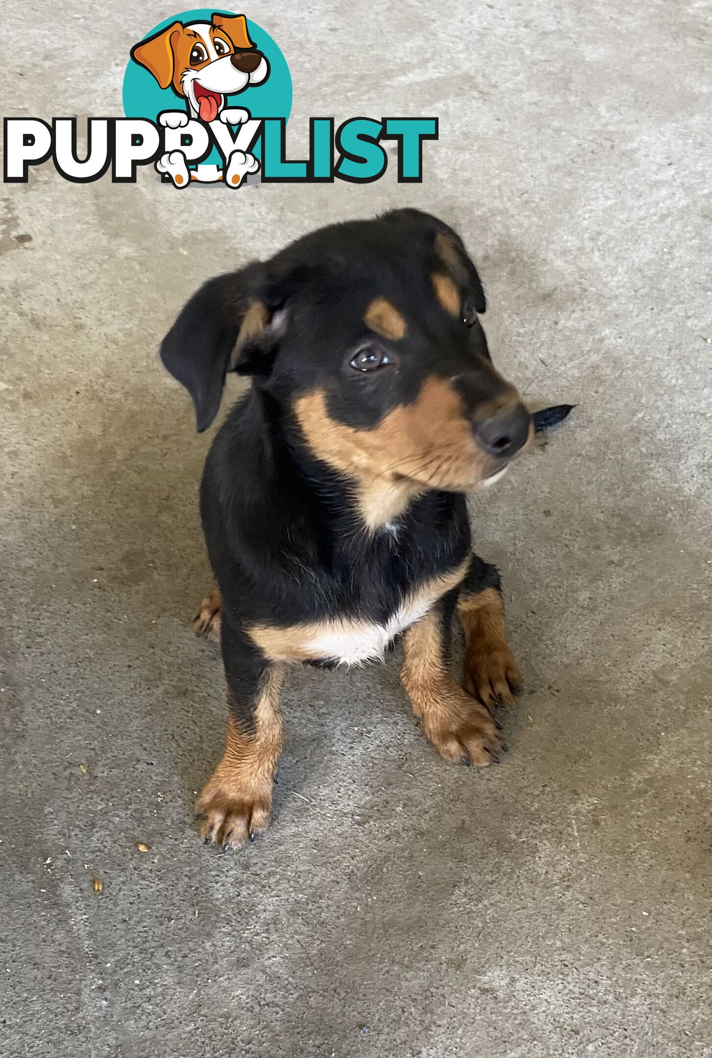 Kelpie Pups Purebred