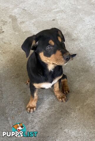 Kelpie Pups Purebred
