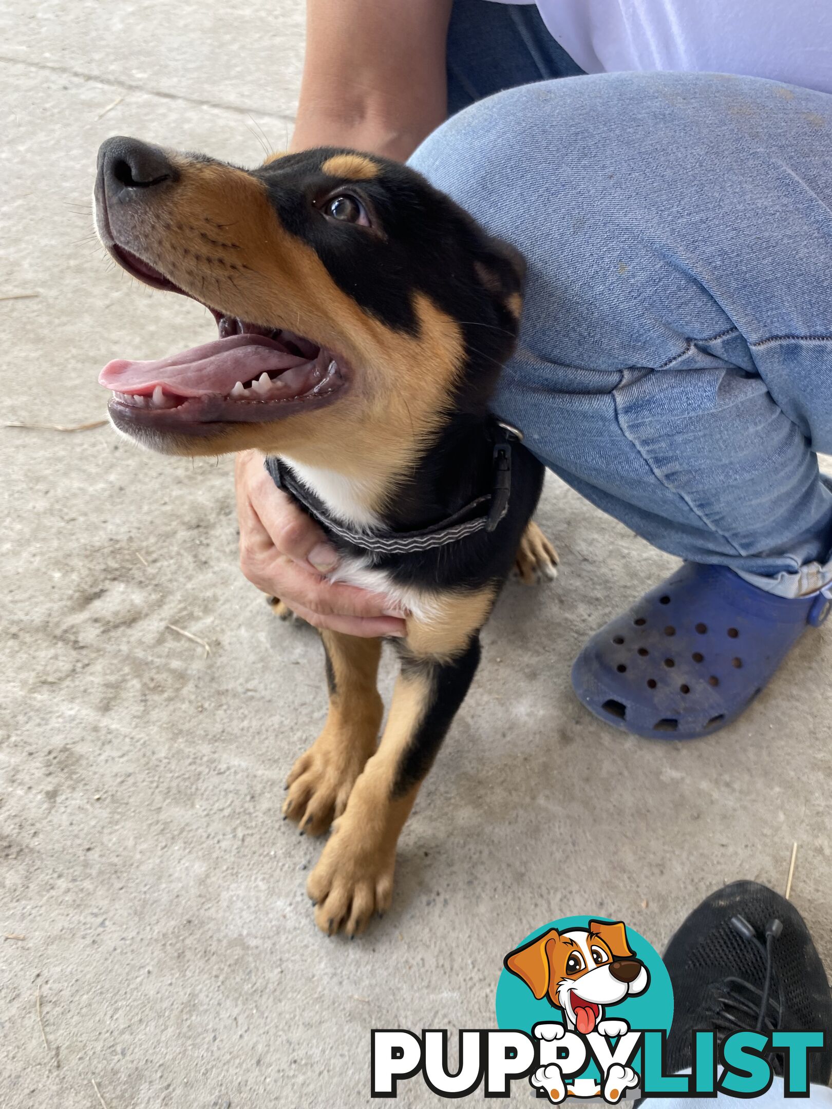 Kelpie Pups Purebred