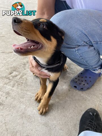 Kelpie Pups Purebred