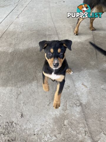 Kelpie Pups Purebred