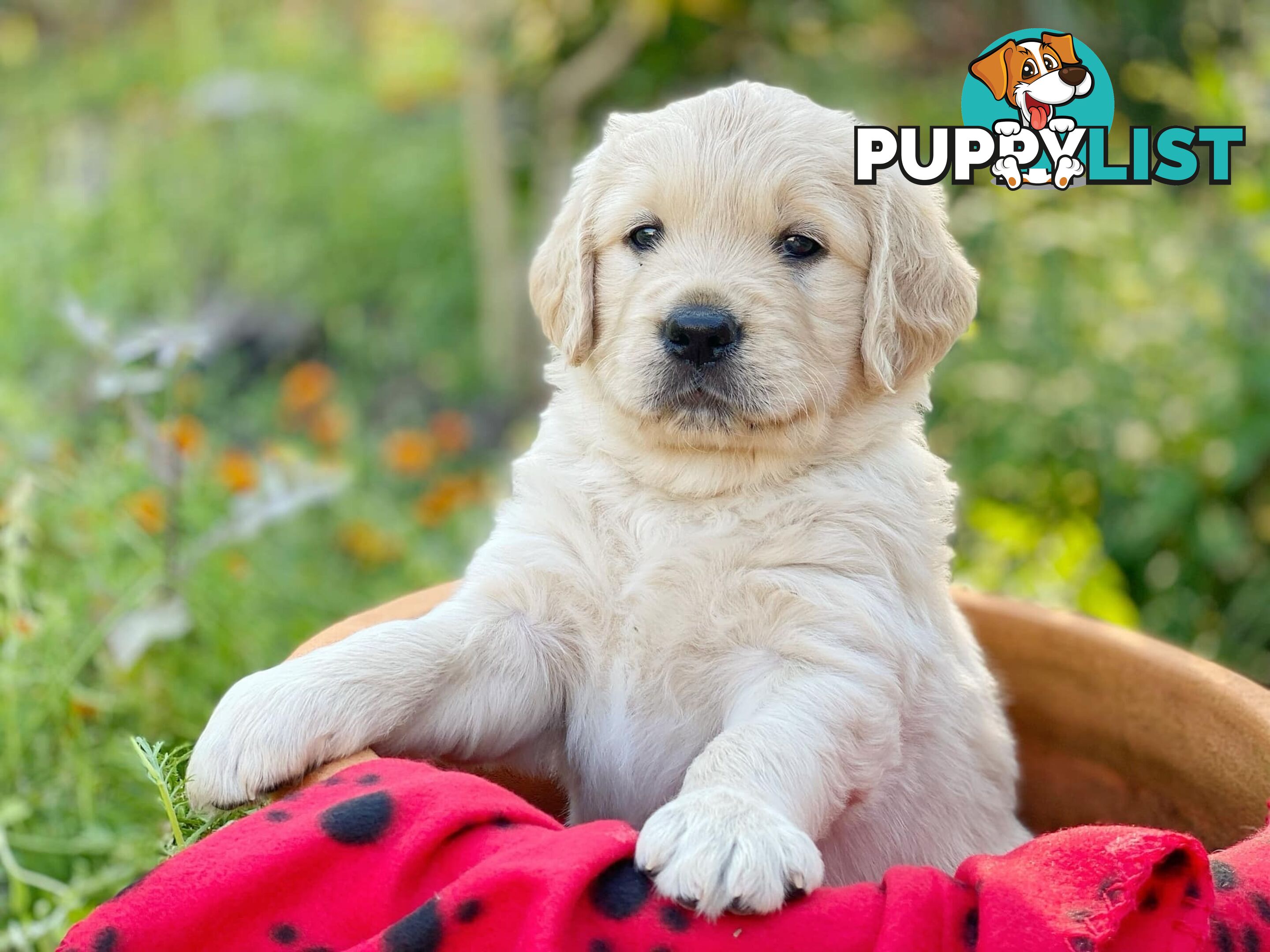 Golden Retriever Puppies