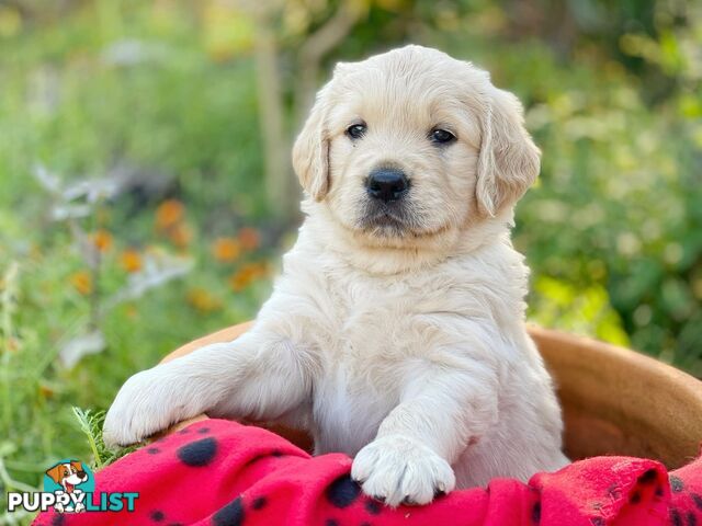 Golden Retriever Puppies