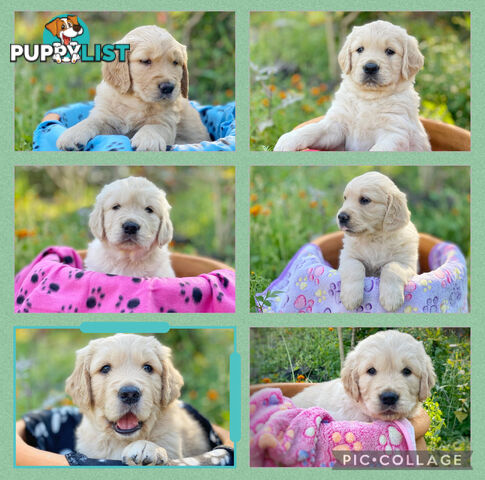 Golden Retriever Puppies