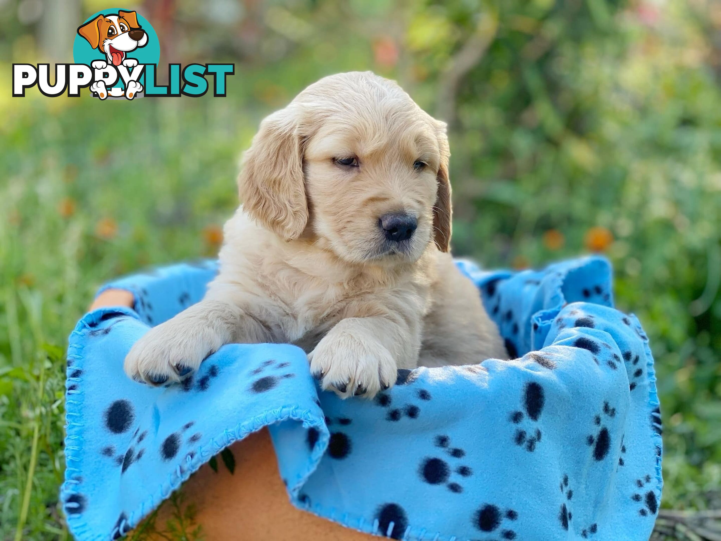 Golden Retriever Puppies