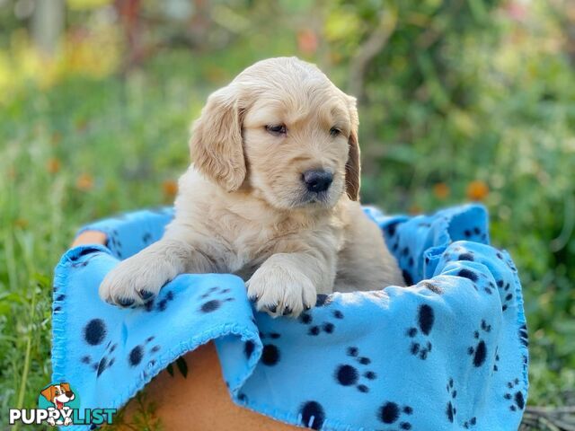 Golden Retriever Puppies