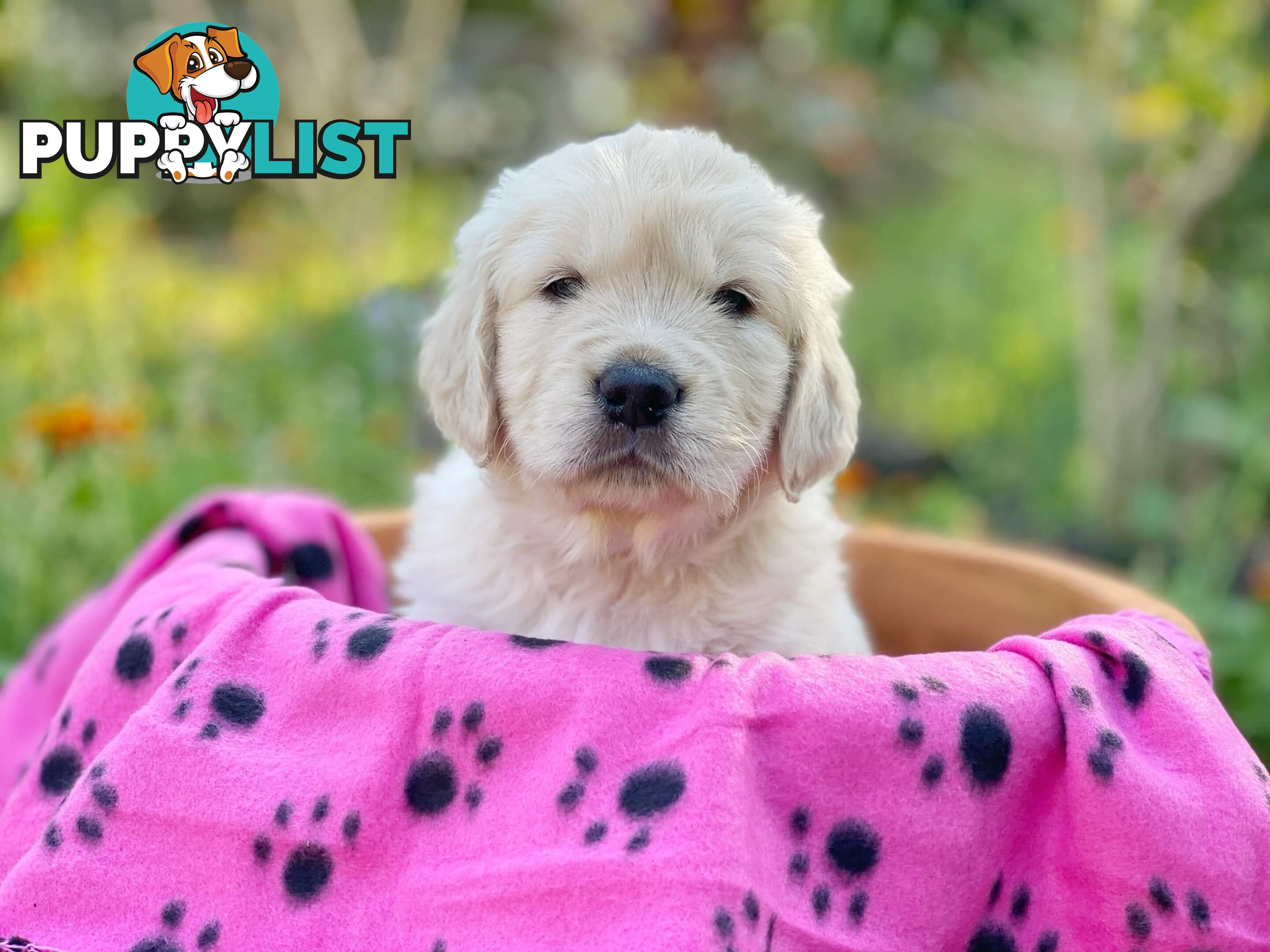 Golden Retriever Puppies