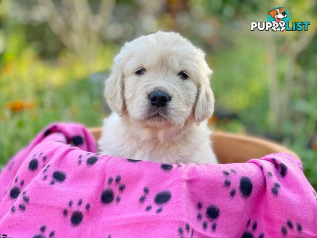 Golden Retriever Puppies