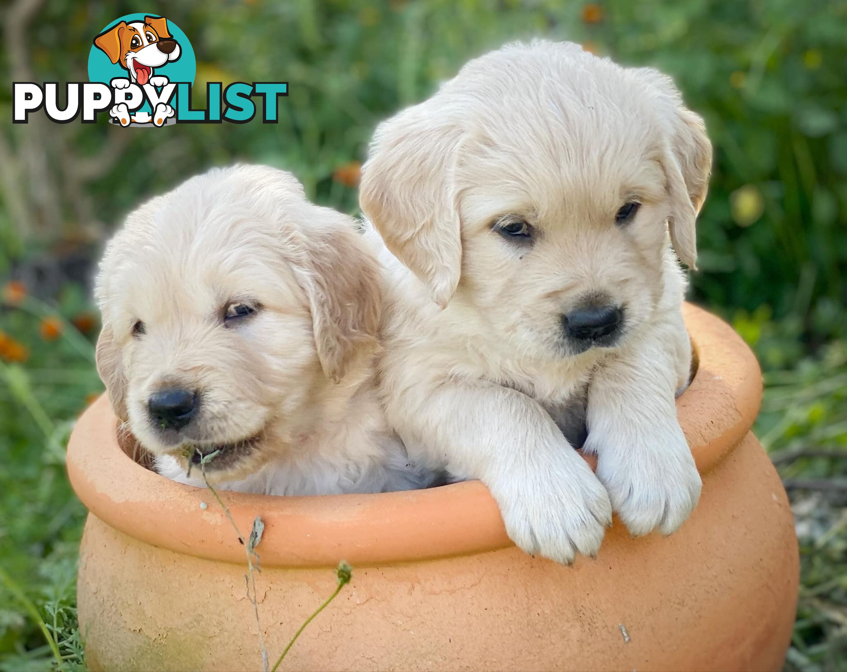 Golden Retriever Puppies