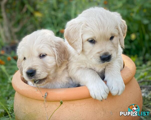 Golden Retriever Puppies