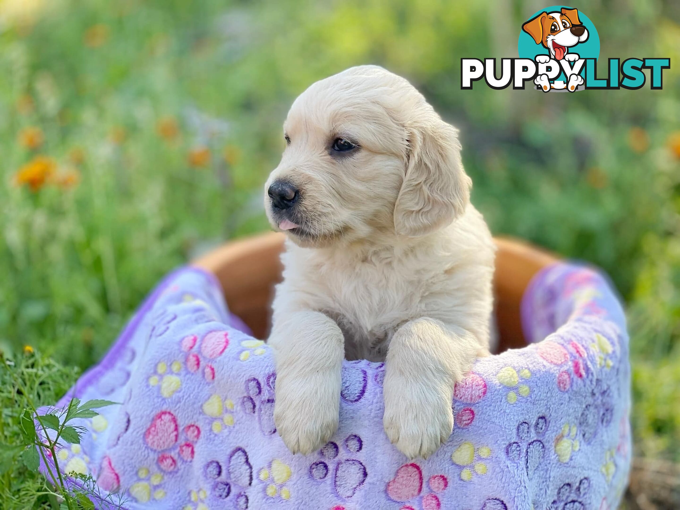 Golden Retriever Puppies