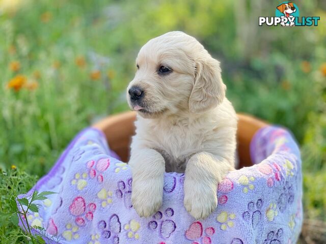 Golden Retriever Puppies