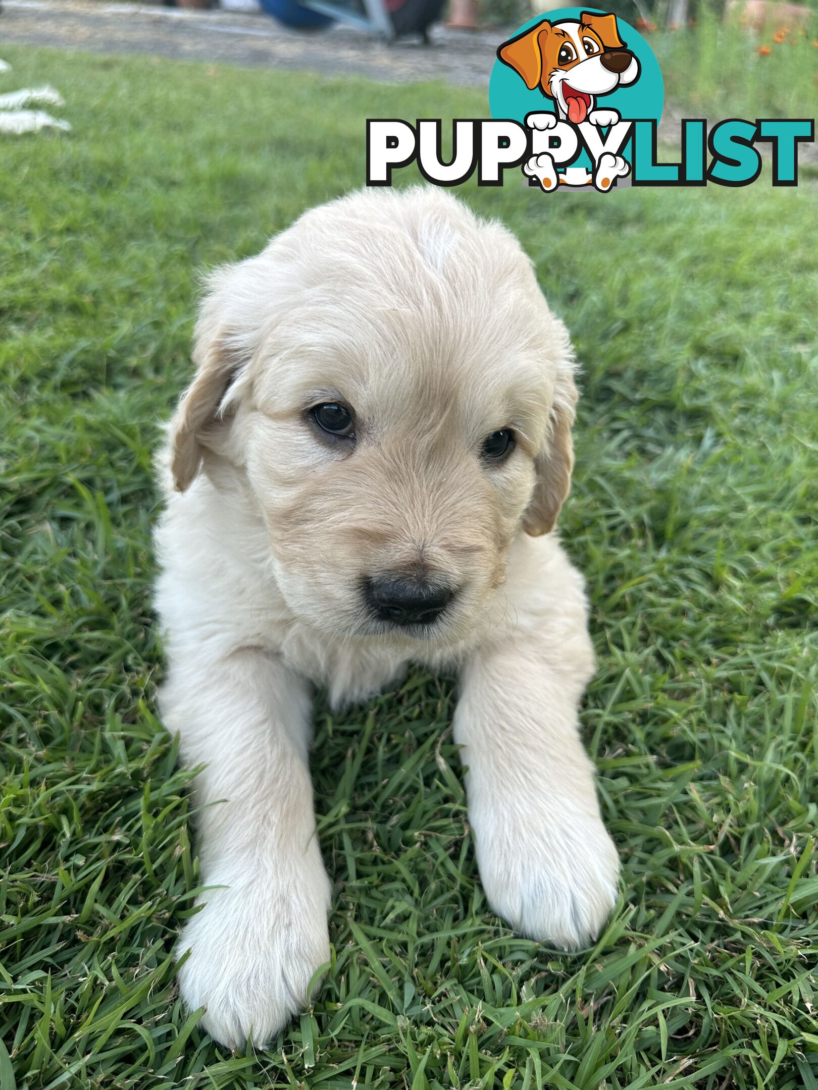 Golden Retriever Puppies