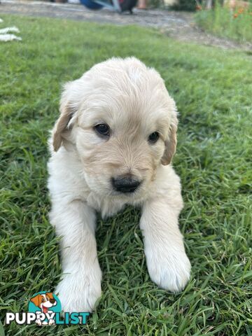 Golden Retriever Puppies