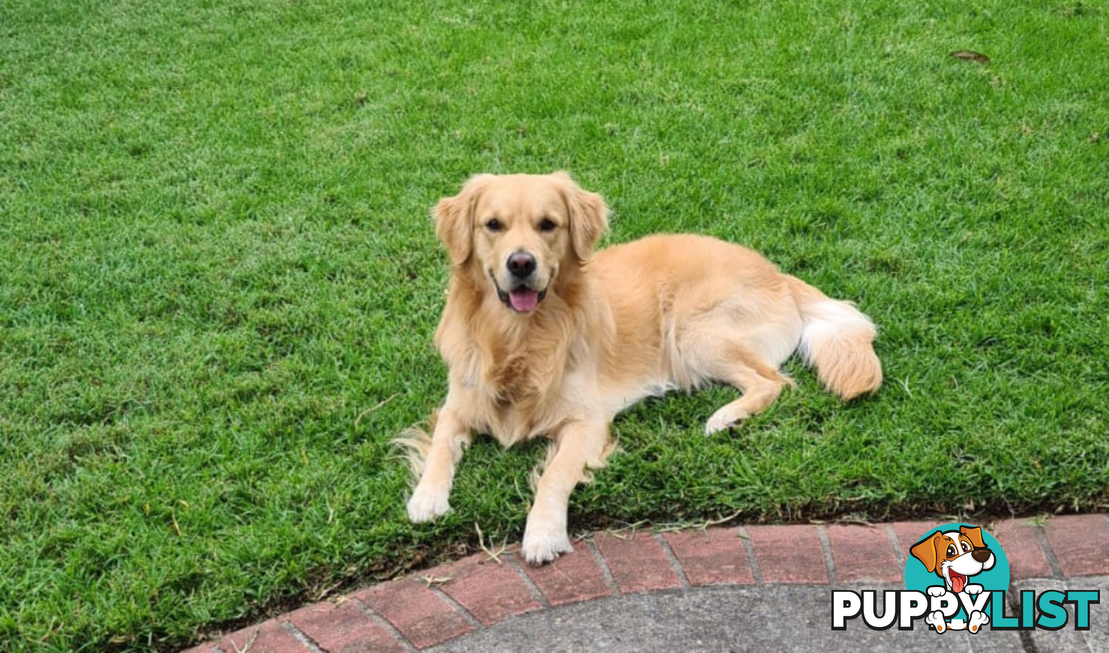 Golden Retriever Puppies