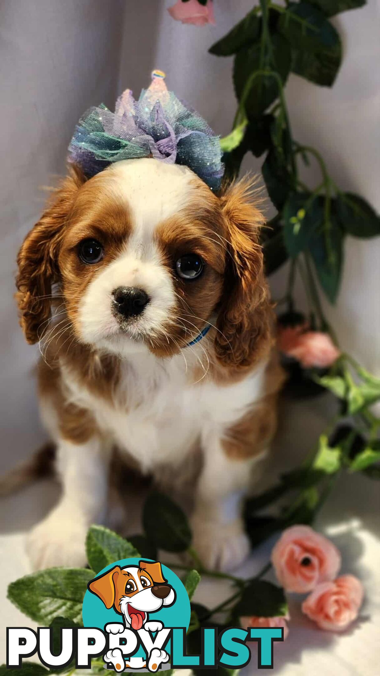 Cavalier King Charles Spaniel Puppies