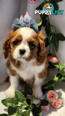 Cavalier King Charles Spaniel Puppies