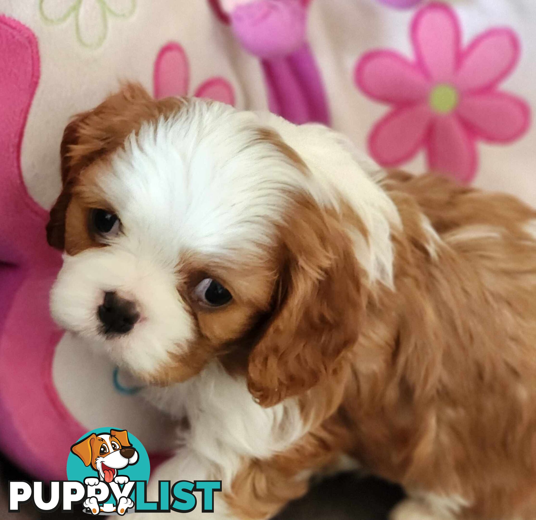 Cavalier King Charles Spaniel Puppies