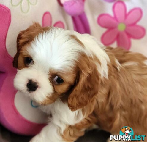Cavalier King Charles Spaniel Puppies