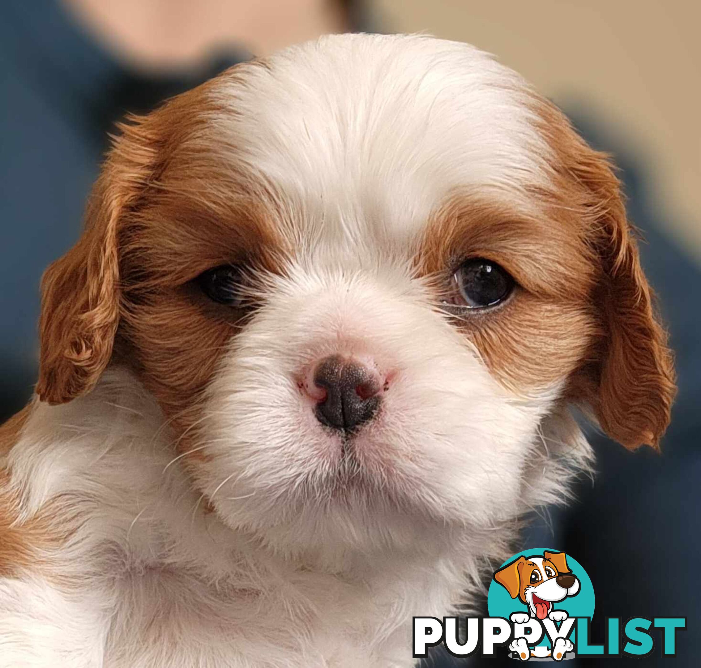 Cavalier King Charles Spaniel Puppies