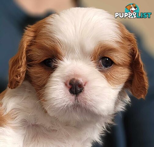 Cavalier King Charles Spaniel Puppies