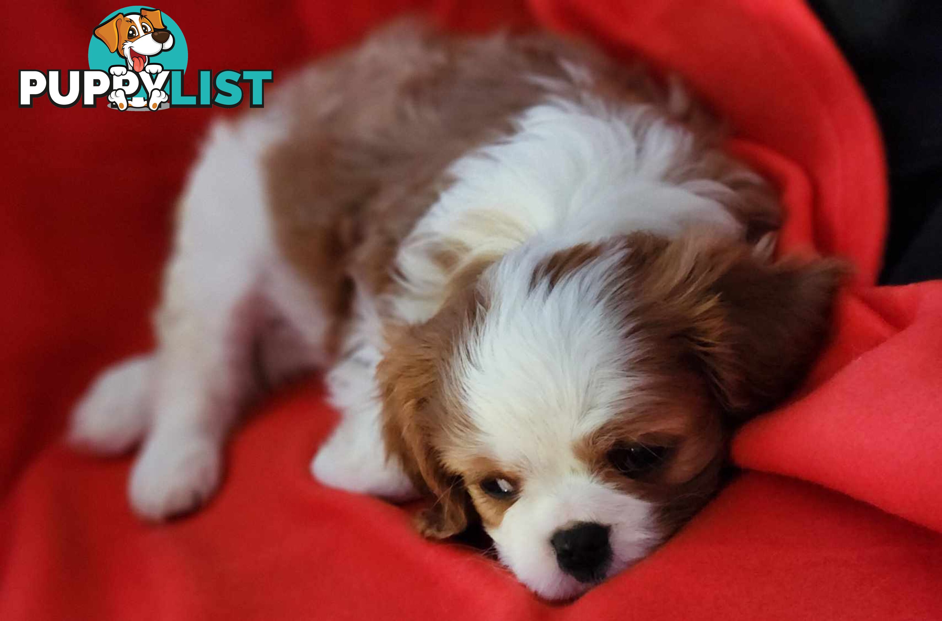 Cavalier King Charles Spaniel Puppies