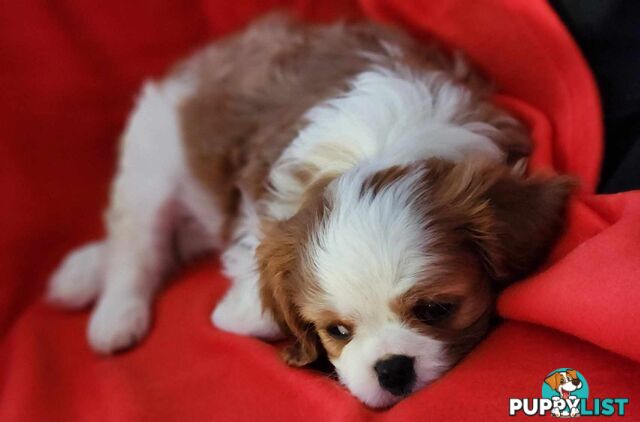 Cavalier King Charles Spaniel Puppies