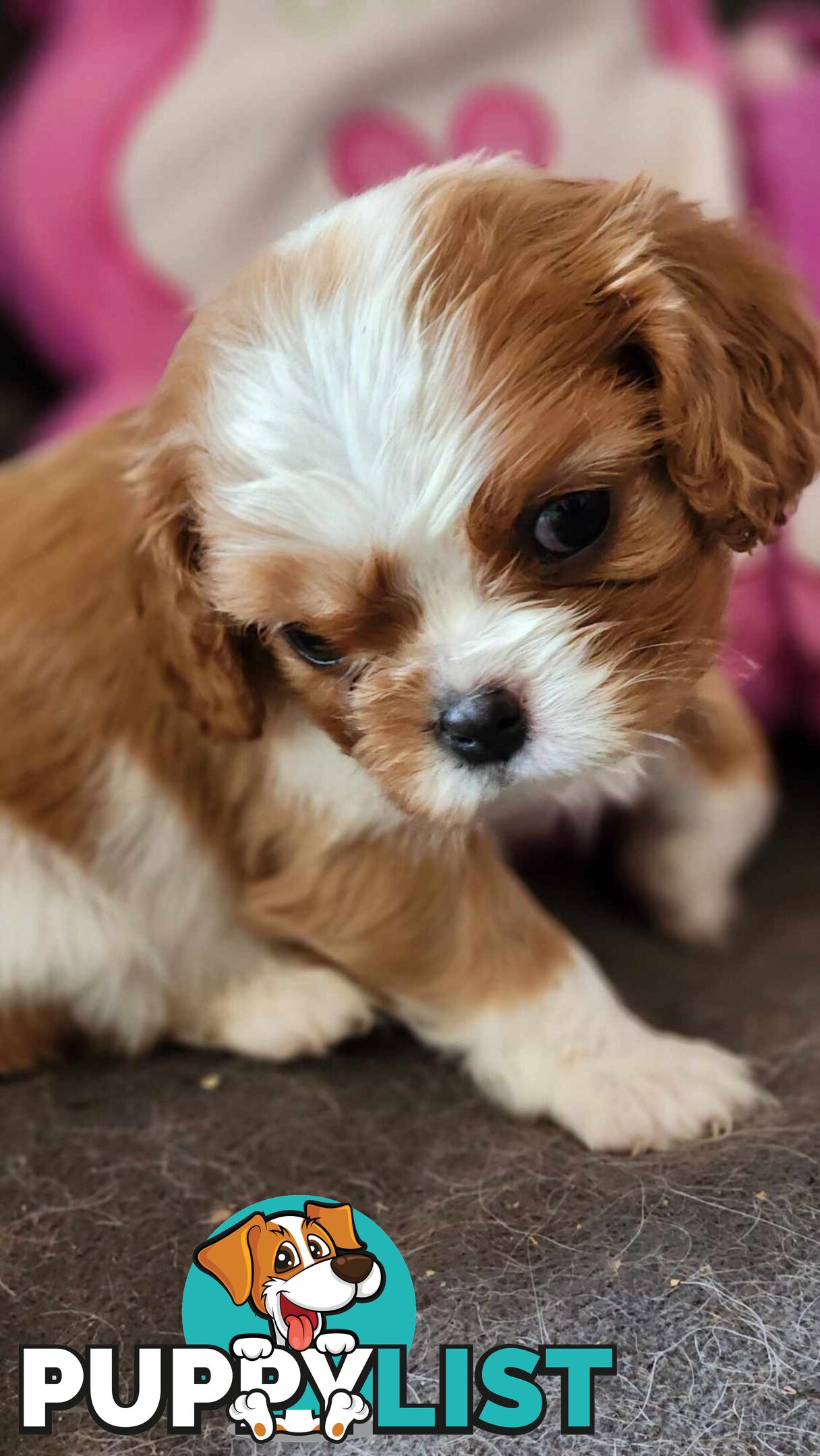 Cavalier King Charles Spaniel Puppies