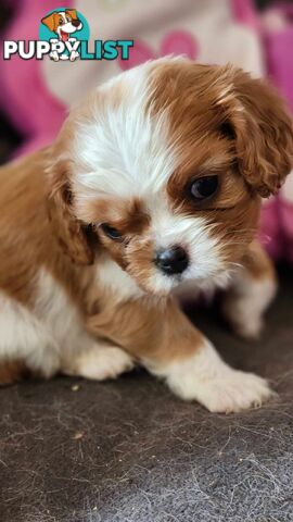 Cavalier King Charles Spaniel Puppies