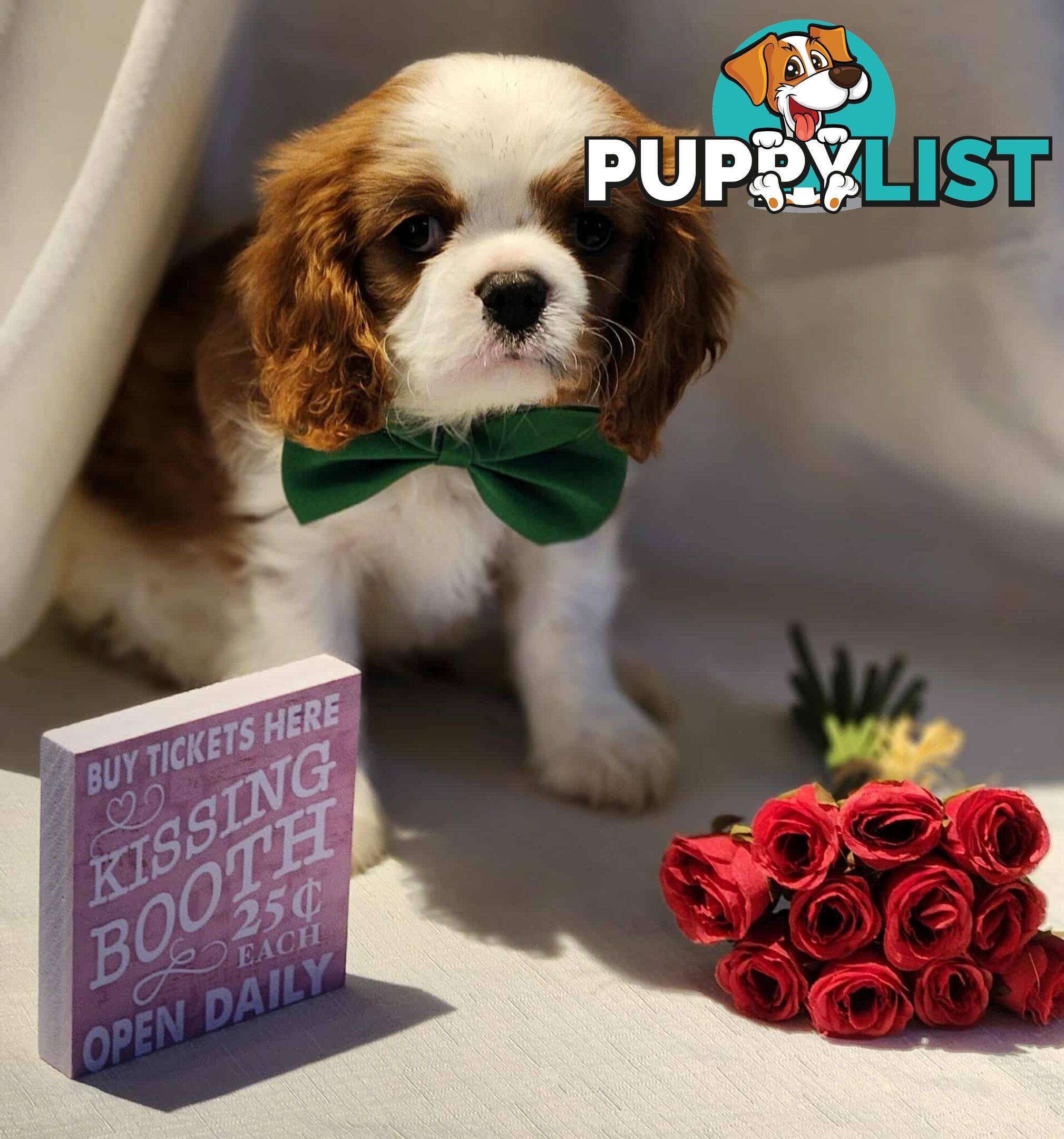 Cavalier King Charles Spaniel Puppies