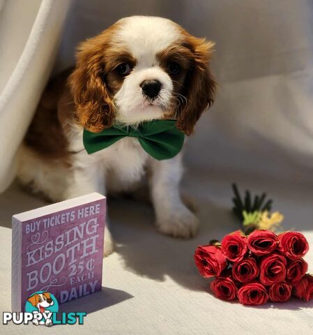 Cavalier King Charles Spaniel Puppies