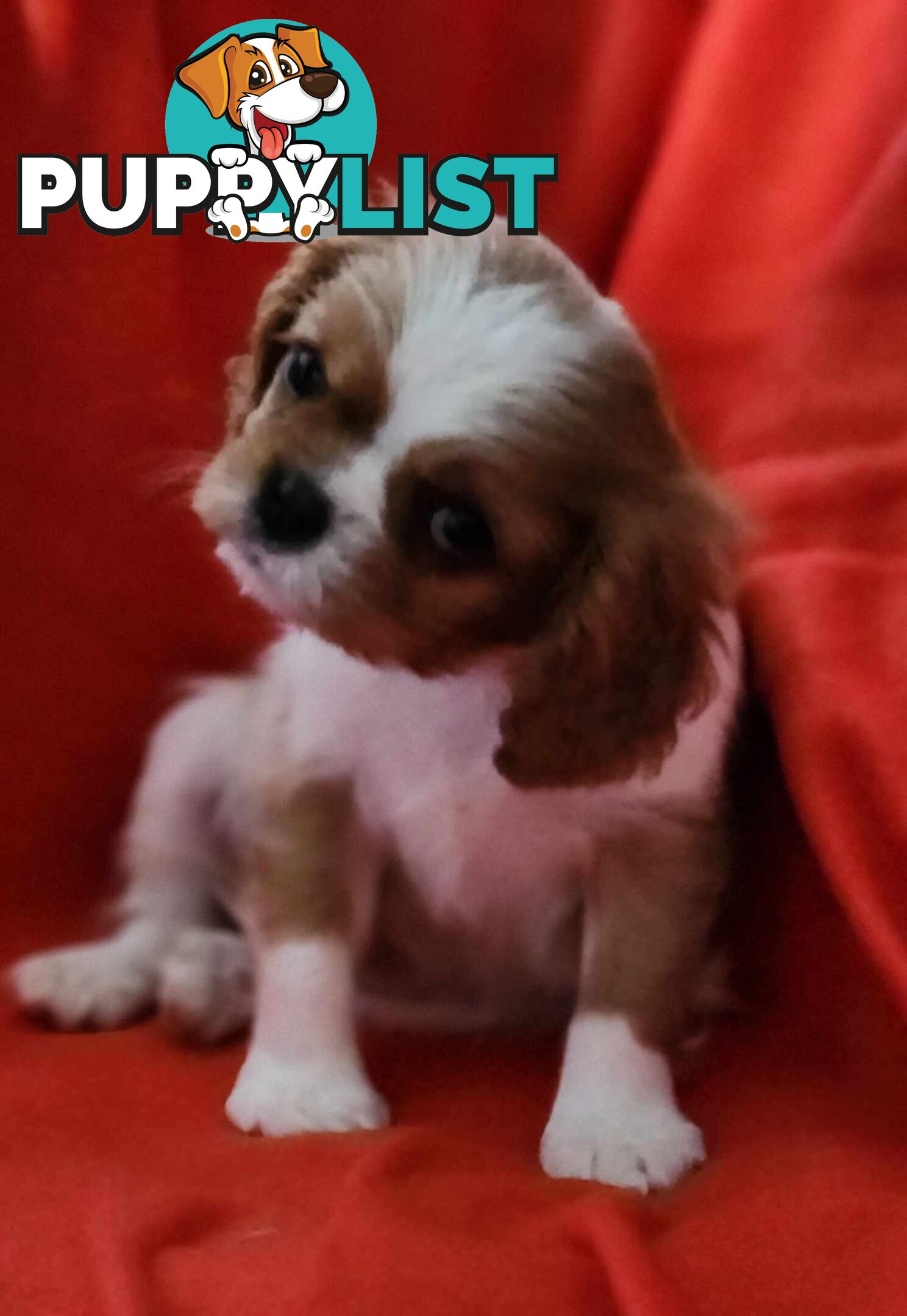 Cavalier King Charles Spaniel Puppies