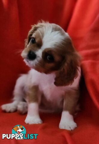 Cavalier King Charles Spaniel Puppies