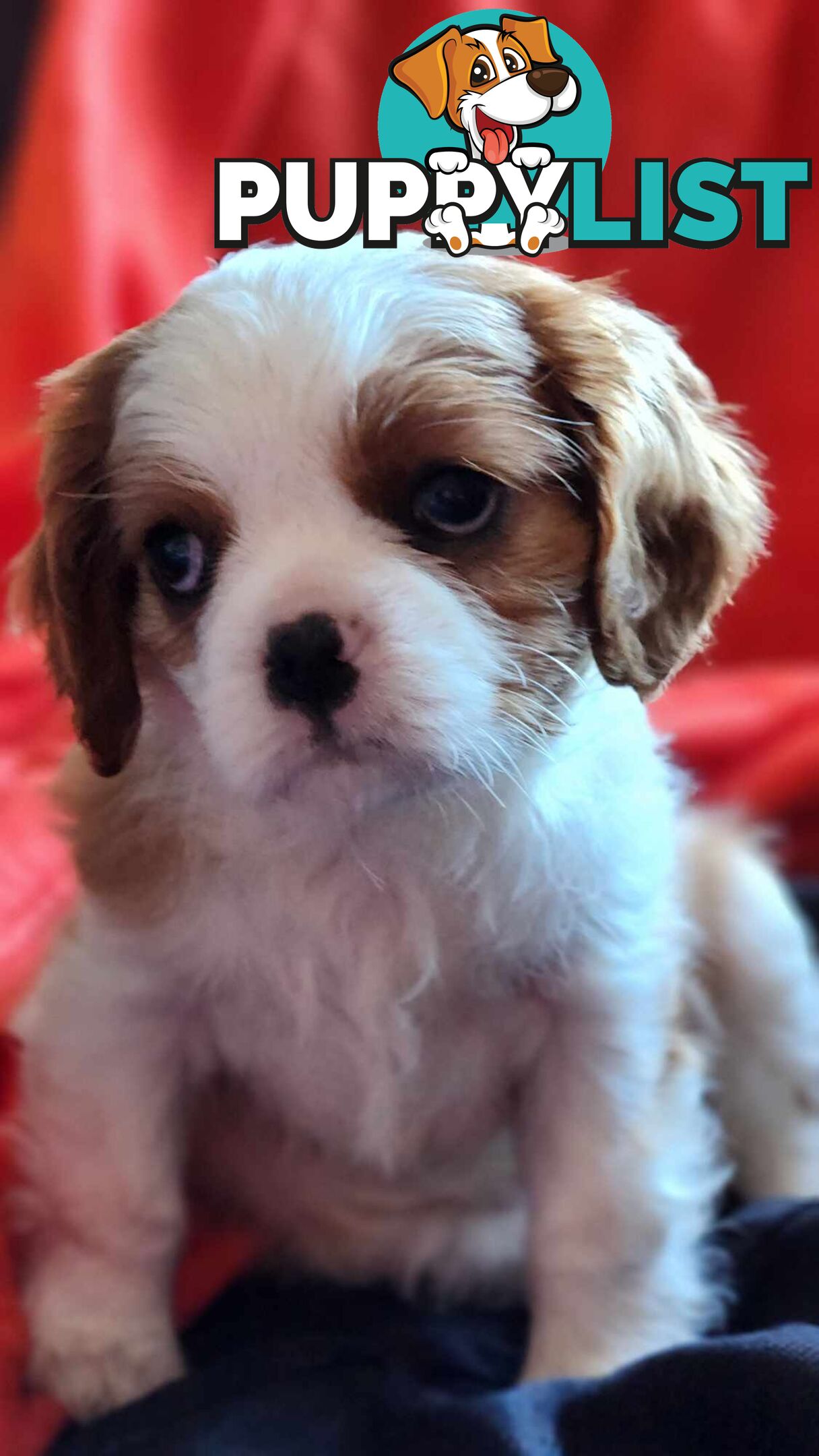 Cavalier King Charles Spaniel Puppies