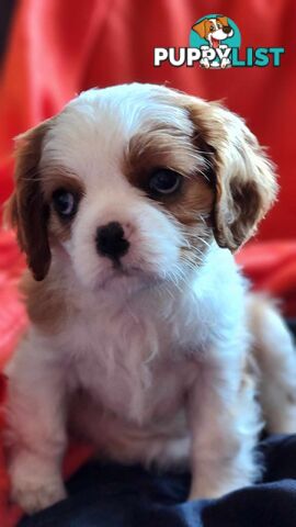 Cavalier King Charles Spaniel Puppies