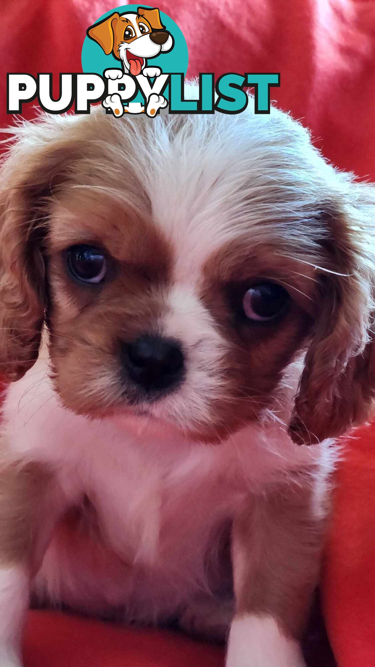Cavalier King Charles Spaniel Puppies