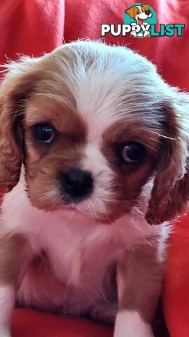 Cavalier King Charles Spaniel Puppies