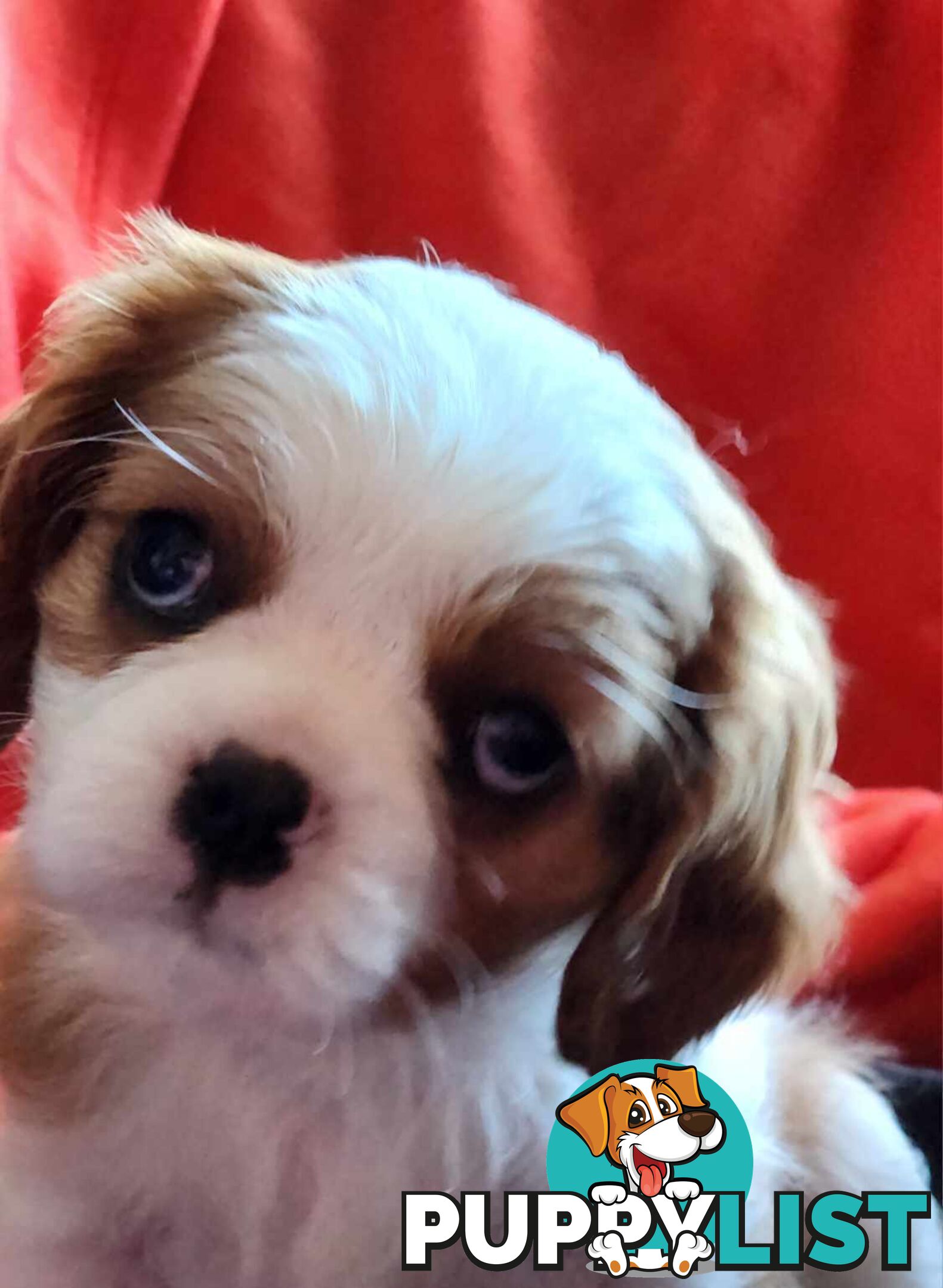 Cavalier King Charles Spaniel Puppies
