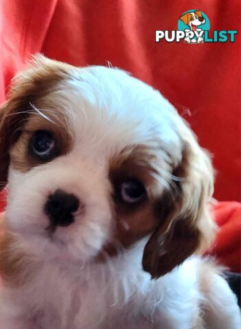 Cavalier King Charles Spaniel Puppies