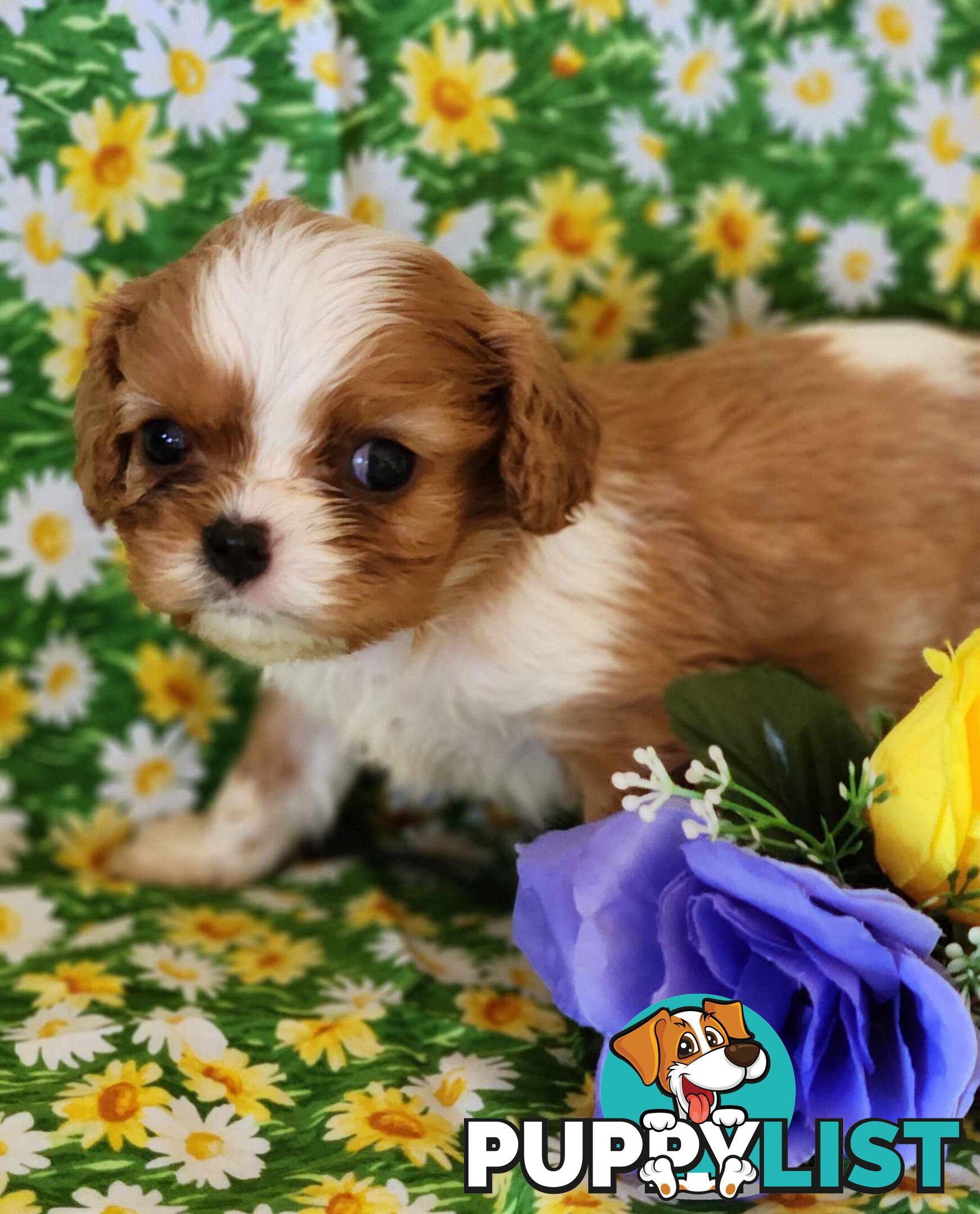 Cavalier King Charles Spaniel Puppies