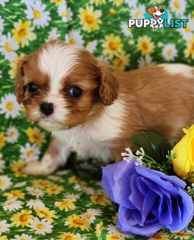 Cavalier King Charles Spaniel Puppies