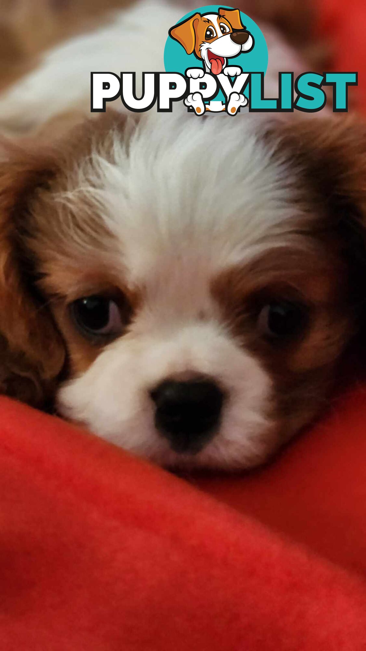 Cavalier King Charles Spaniel Puppies